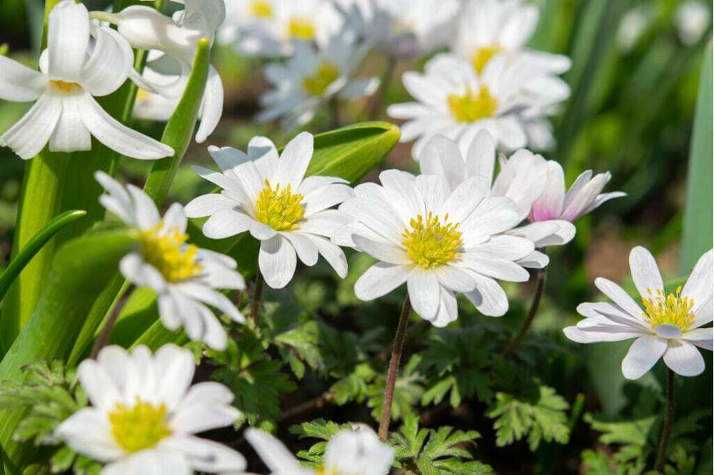 Anemone 'White Splendour ong.'